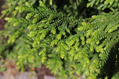 Thujopsis dolabrata - zeravinec japonský -větvičky 1